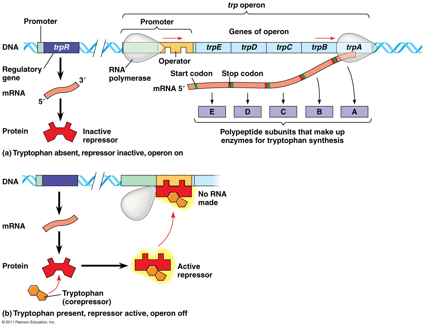 Trp Operon