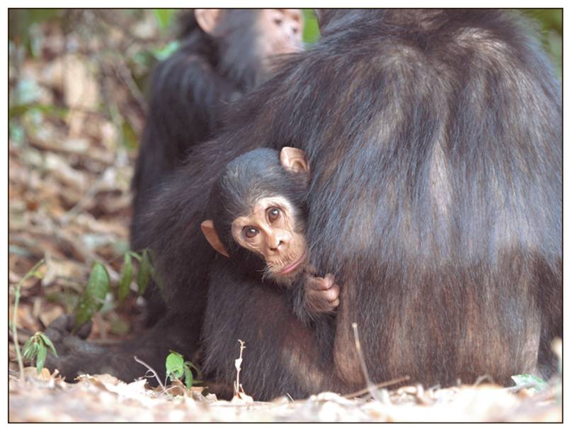 Sociality is the most fundamental behavioral adaptation of the primates. 