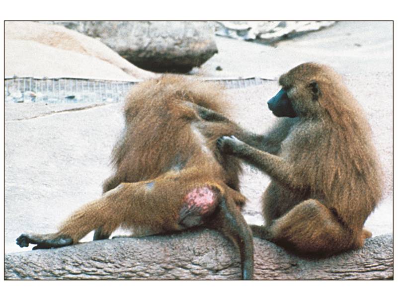 Dominance relationships among individuals play an important role in many primate societies.