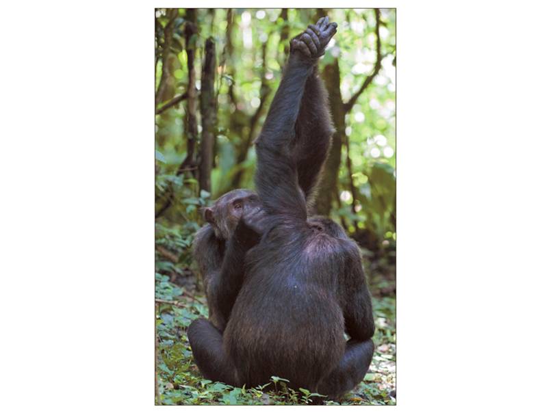 Chimpanzees in the Gombe National Park, Tanzania groom each other by holding an overhead branch with