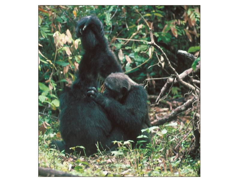 Chimpanzees in nearby Mahale National Park practice a different grooming style: they clasp hands whi