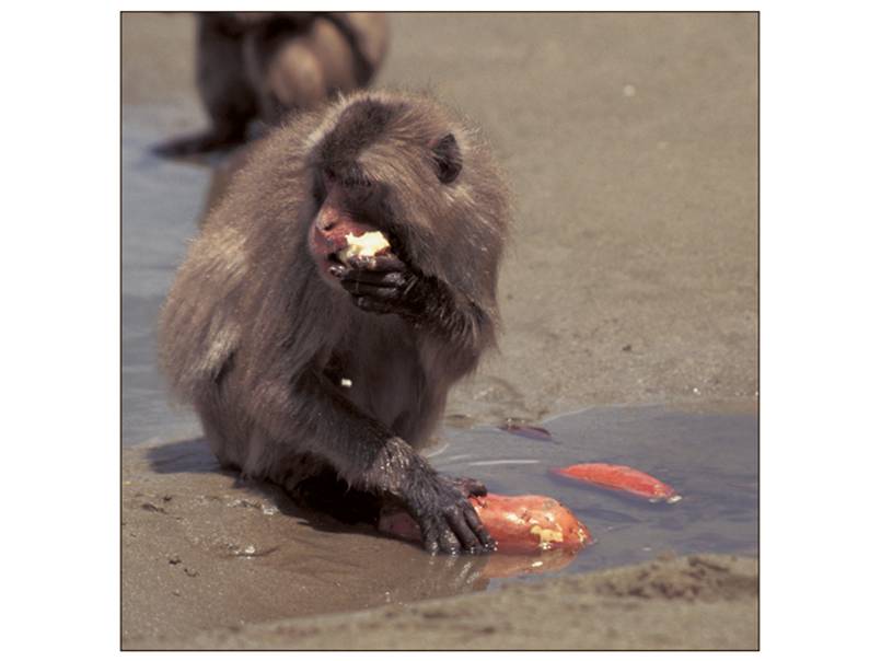 Japanese Macaque washing her sweet potatoes in seawater on Koshima Island, Japan.