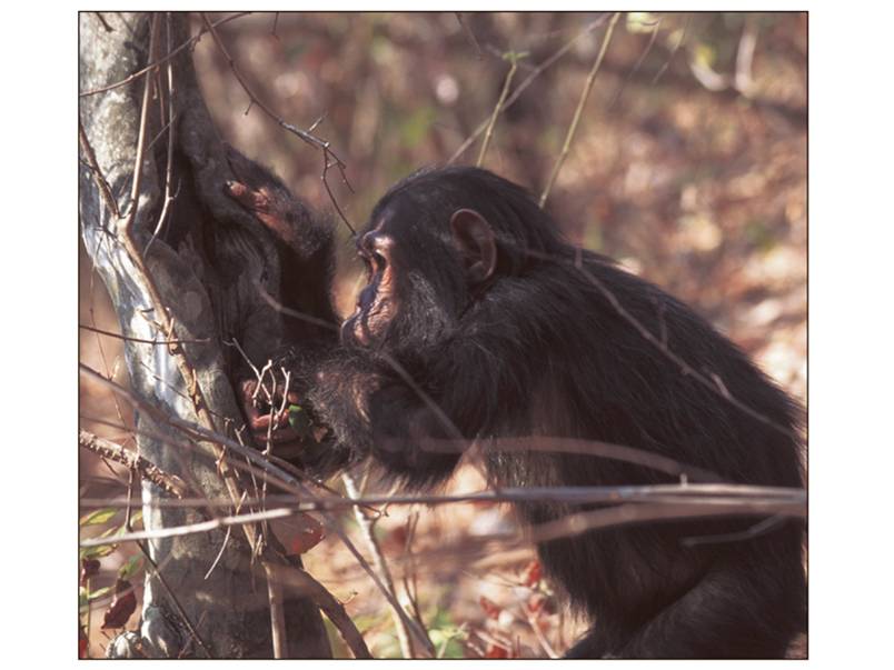 Jane Goodall first observed Gombe chimpanzees chewing leaves, then dipping the chewed-up “wadge” int