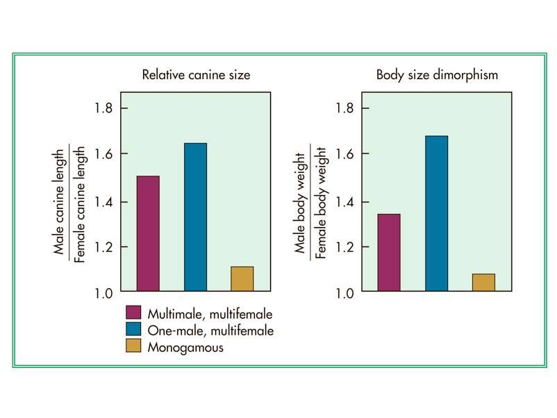 The most polygynous primates live in groups with many more females than males. 