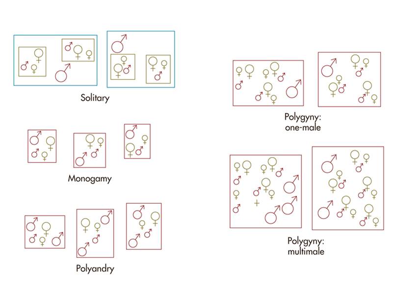 A taxonomy of primate social systems. Larger symbols indicate adults. 