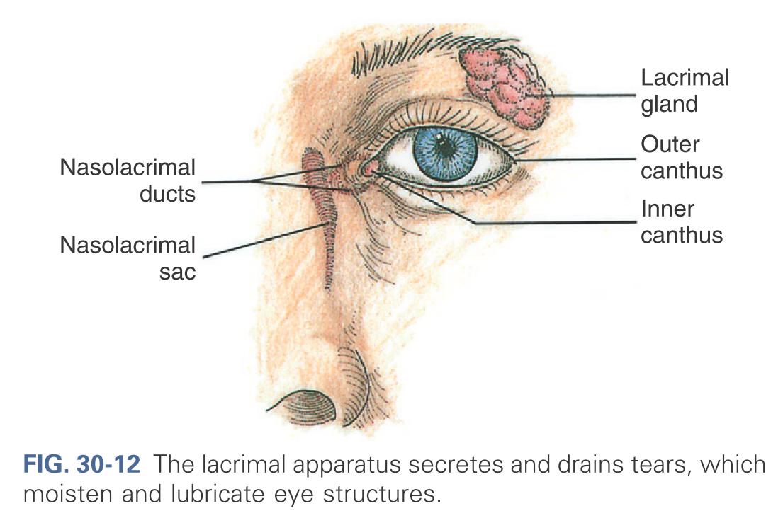 The lacrimal aparatus secretes and drains tears, which moisten and lubricate eye