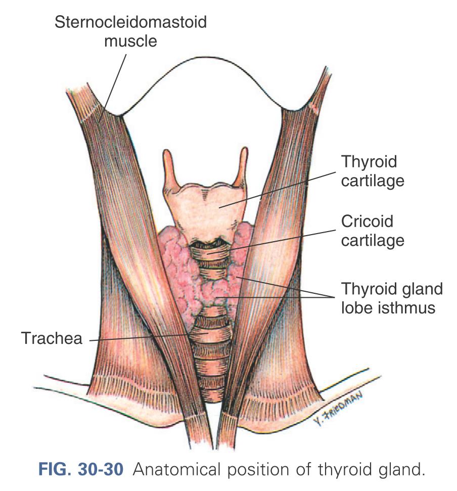 Anatomical position of thyroid gland