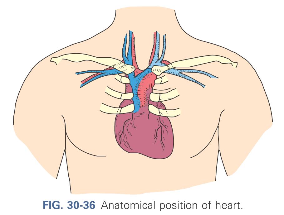 Anatomical positions of the heart