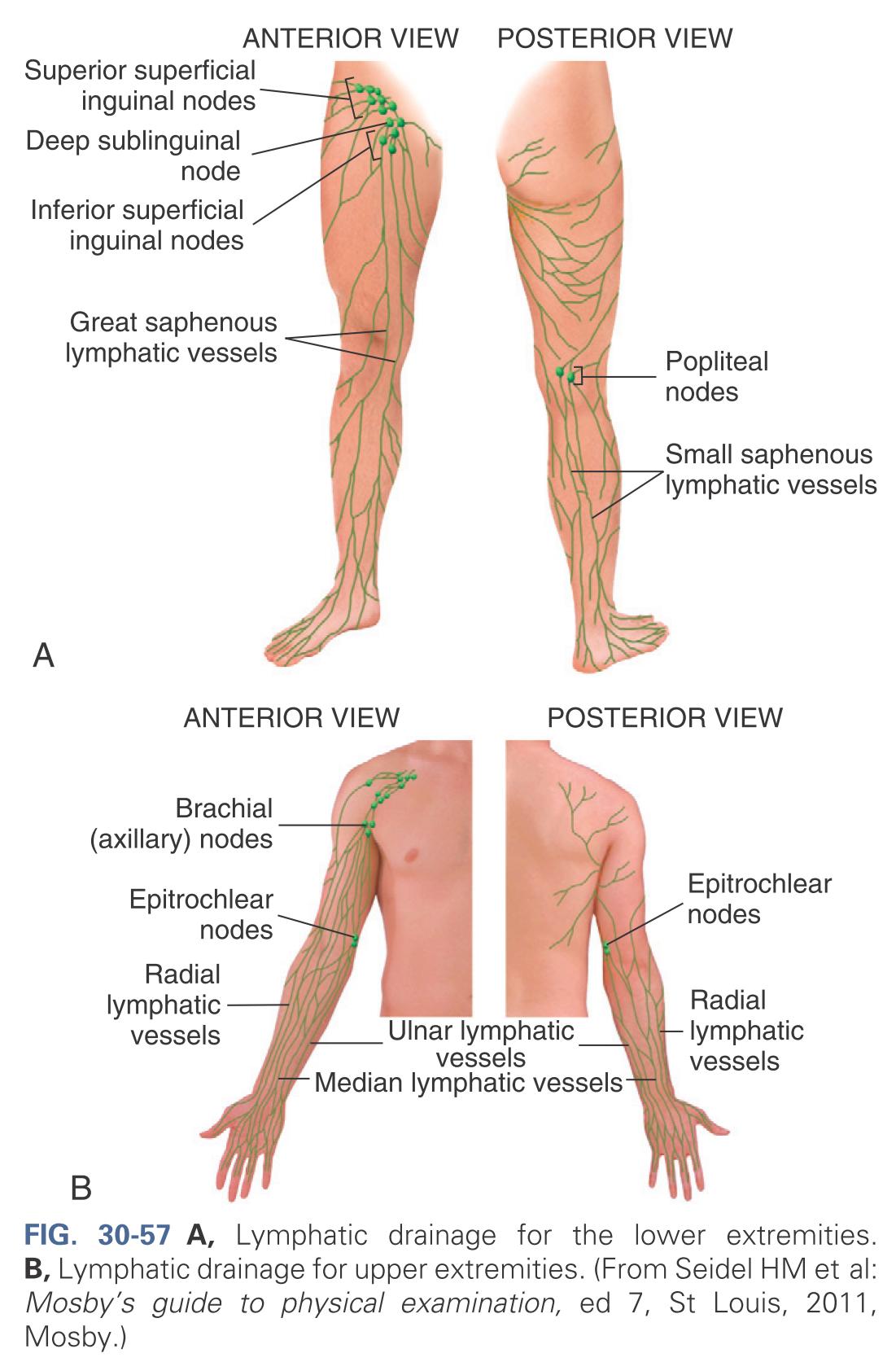 Lymphatic drainage