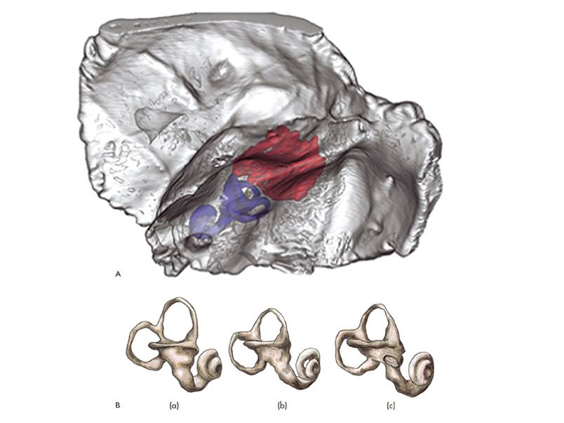 Neadertal inner ear anatomy is distinctive from modern humans.