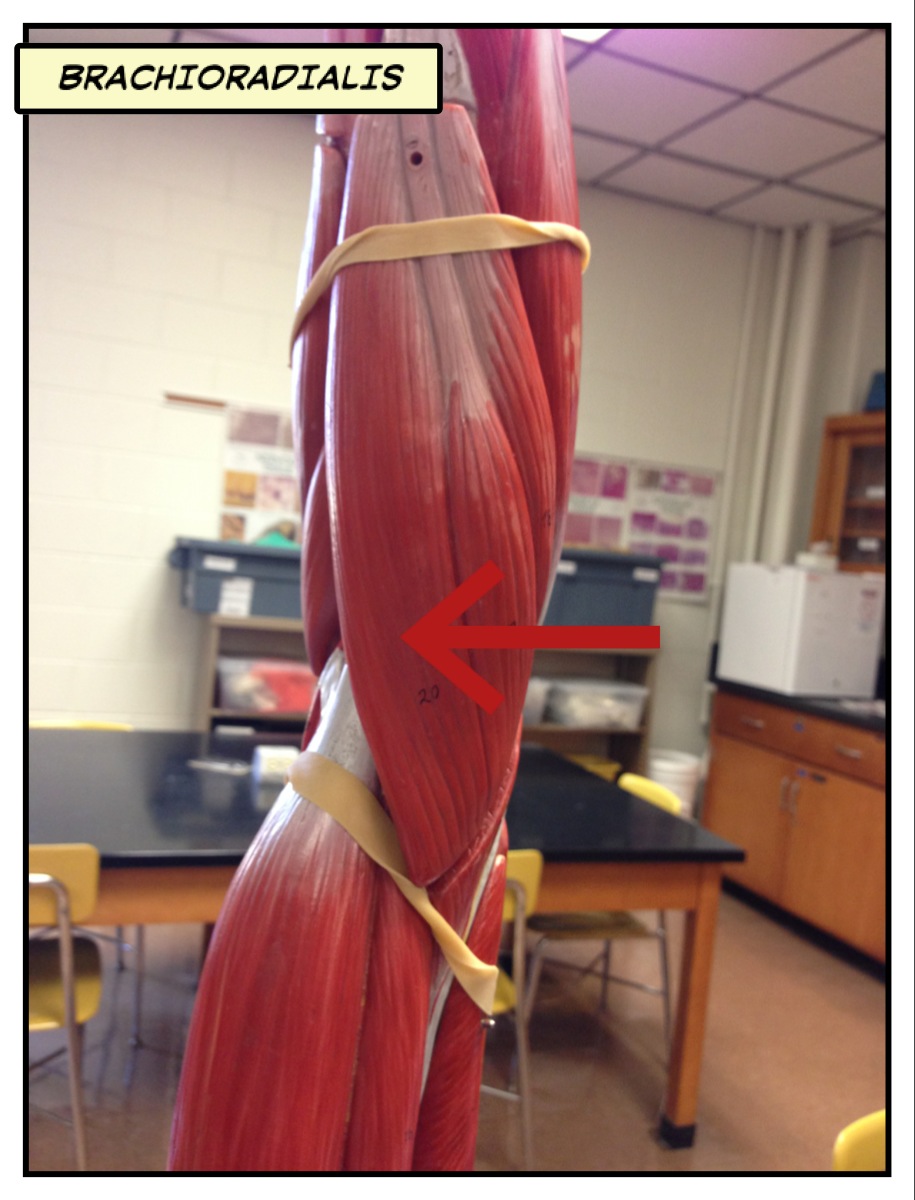 Brachioradialis