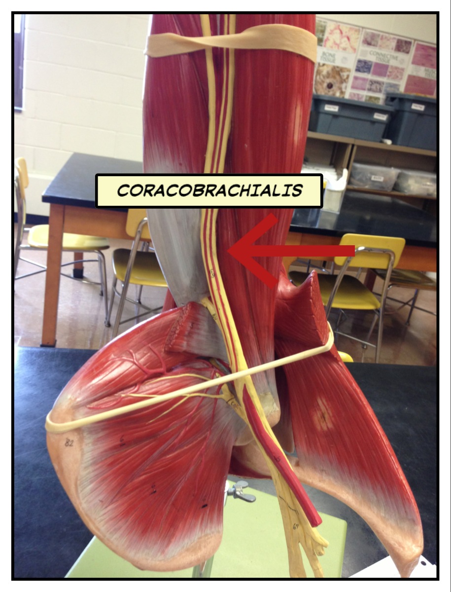 Coracobrachialis