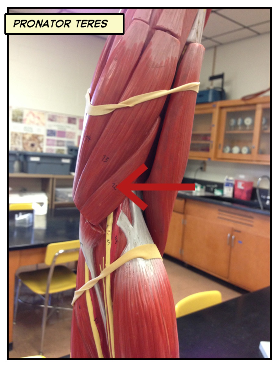 Pronator teres