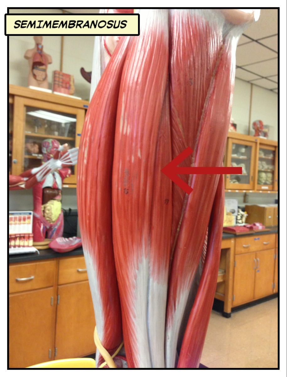 Semimembranosus