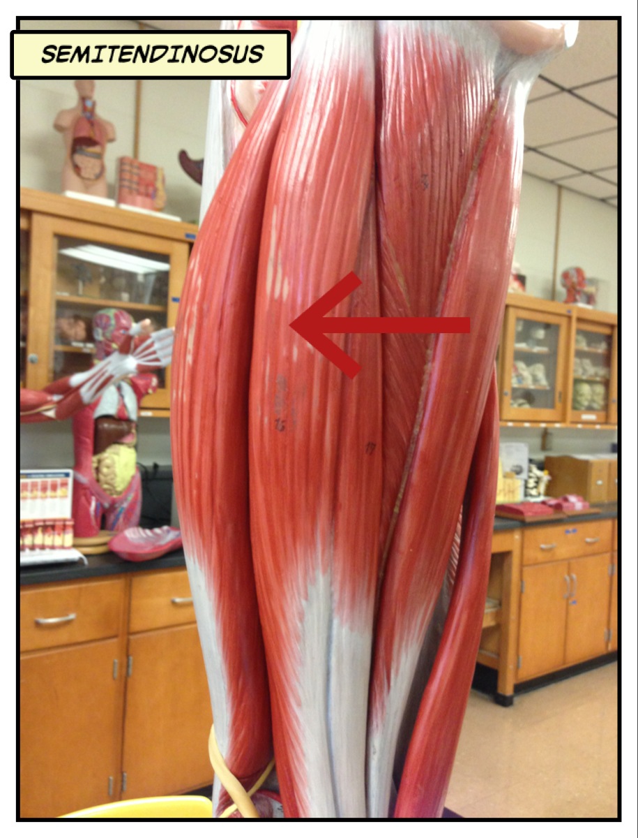 Semitendinosus