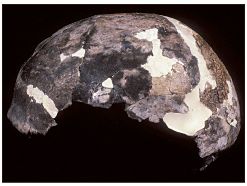 Partially cremated skull from Lake Mungo, Australia. 