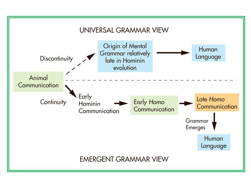 The universal grammar and emergent grammar viewpoint lead to very different scenarios of the evoluti