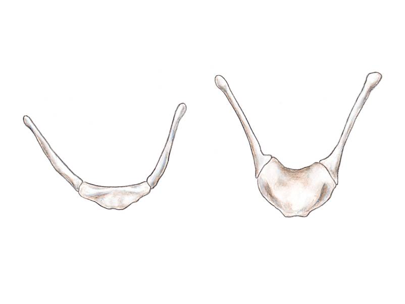 The hyoid bone from a Neandertal and a chimpanzee. 