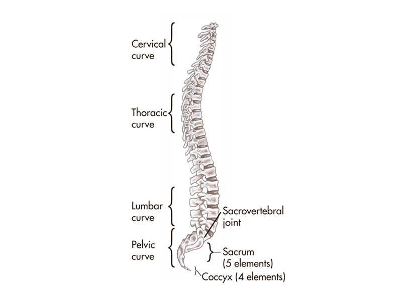 The S-curve in the human vertebral column--a result of the evolution of bipedality--makes humans hig