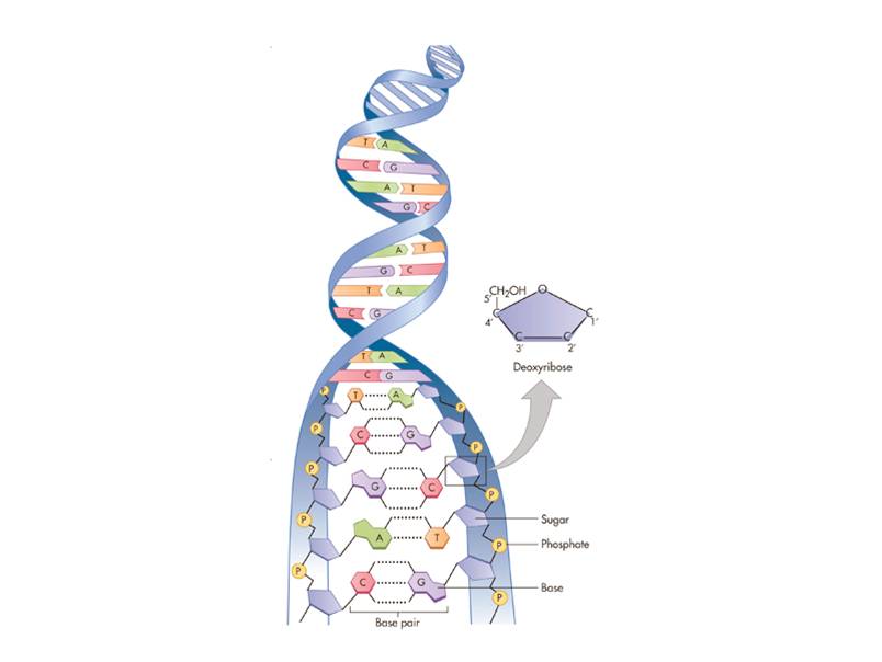 The double-helix structure of DNA.