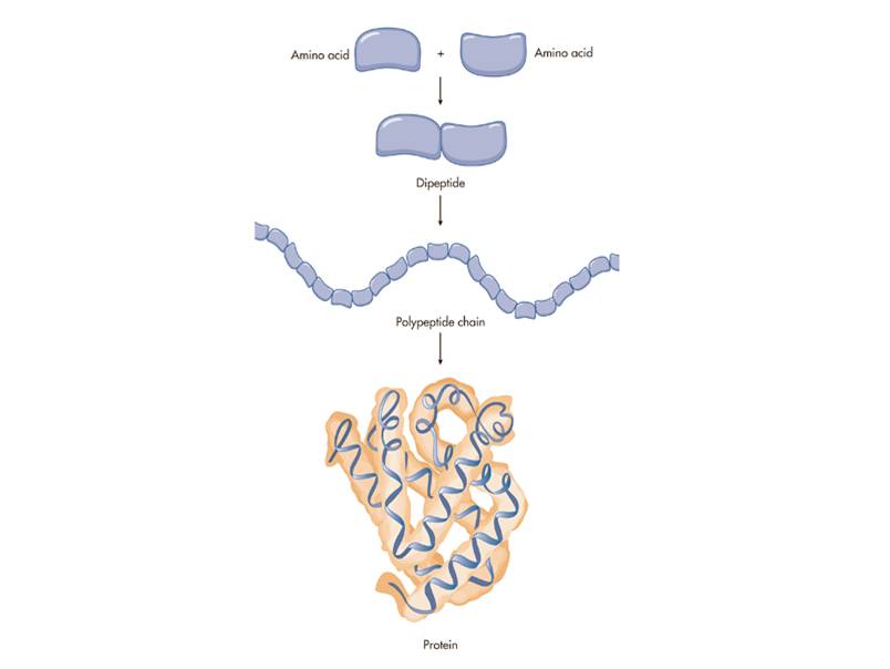 Schematic representation of protein structure. 