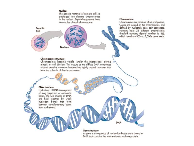 Chromosome structure. 