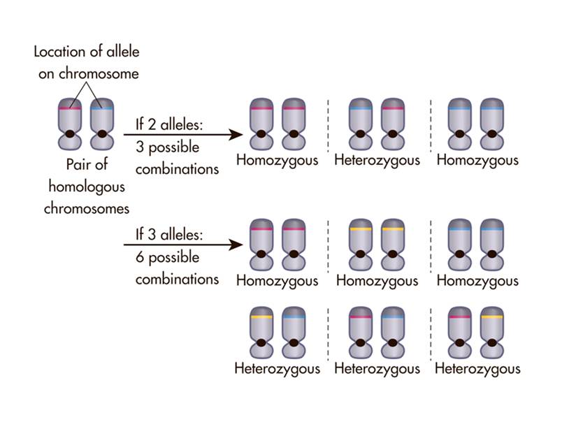 Homozygosity and herterozygosity.  