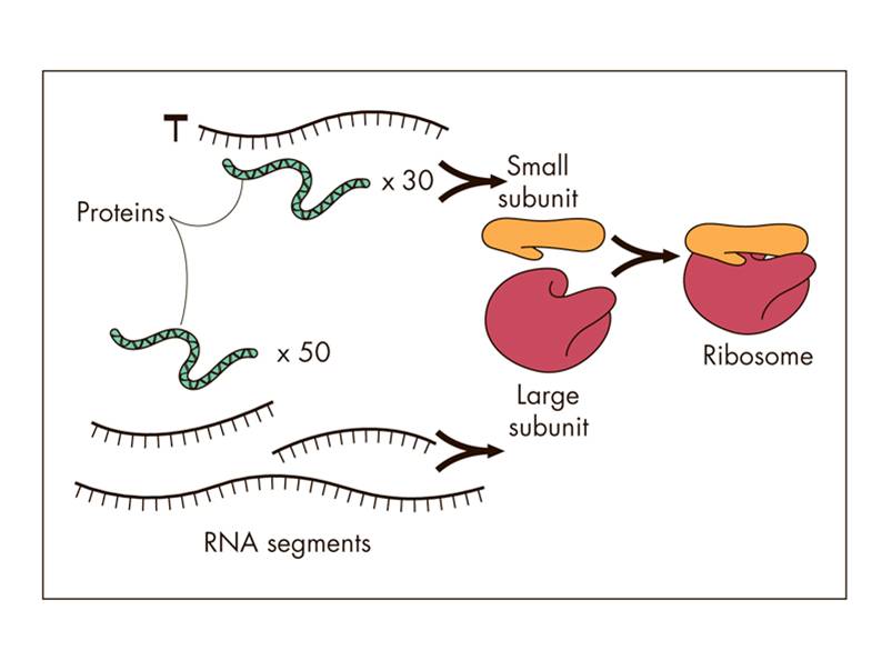 The ribosomes themselves are composed of RNA strands.   