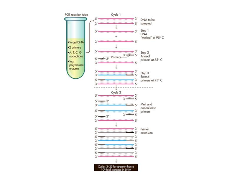 The polymerase chain reaction (PCR). 