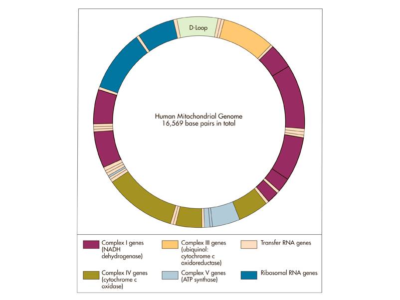 Schematic map of the human mitochondrial genome.