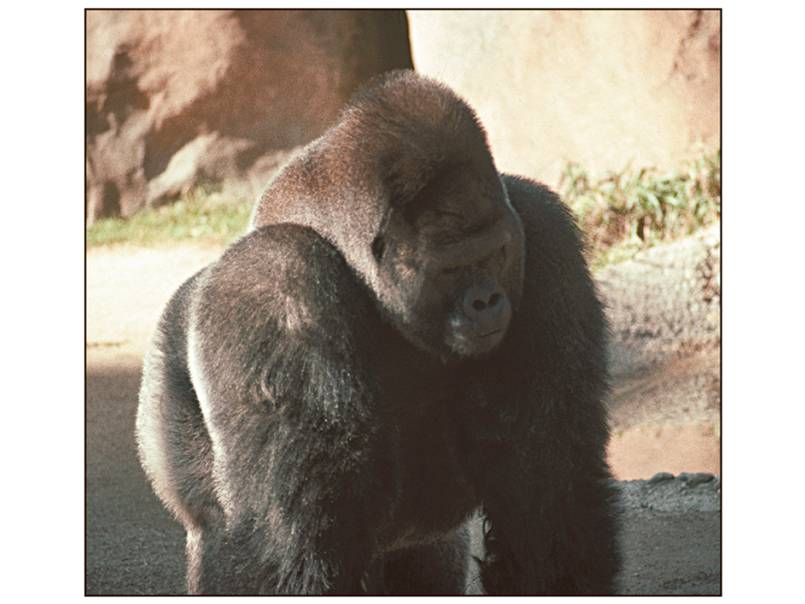 Most of the world’s remaining gorillas are western lowland gorillas. 