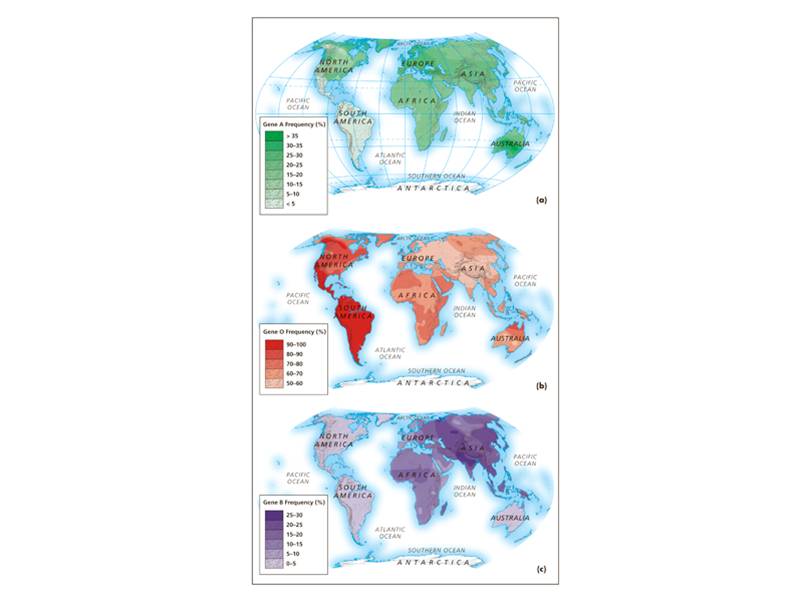 Clinal maps of ABO allele distributions in the indigenous populations of the world.  