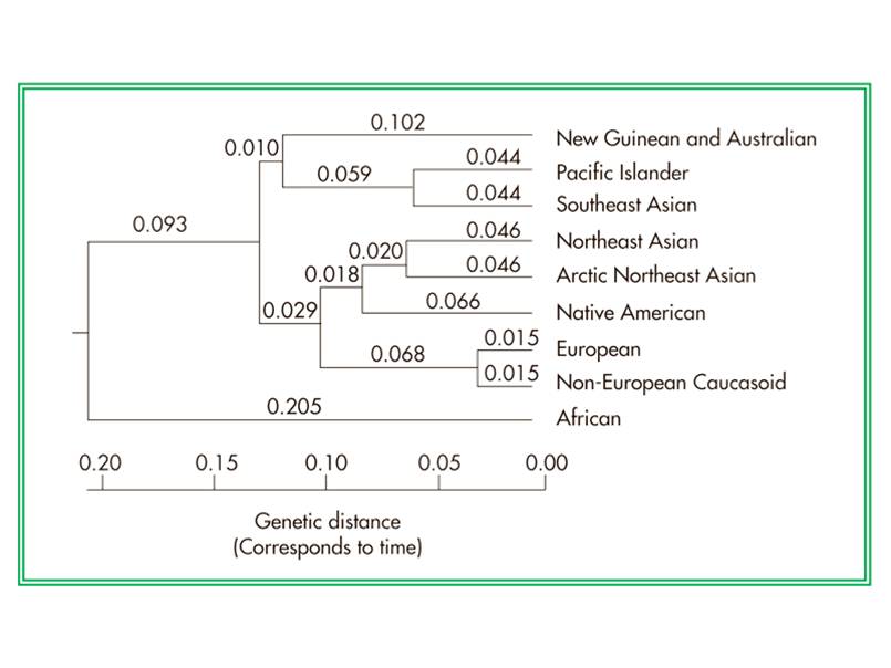 Phylogenetic tree based on the distribution of 120 alleles in 42 populations from around the world, 