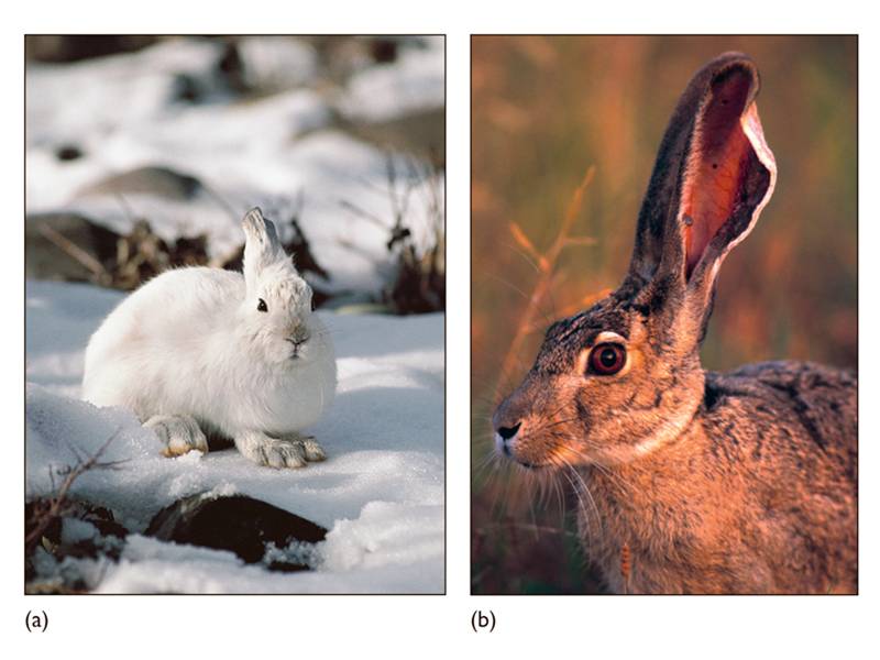 Bergmann’s and Allen’s rules expressed in two rabbit species. (a) A snowshoe hare. (b) A desert-livi