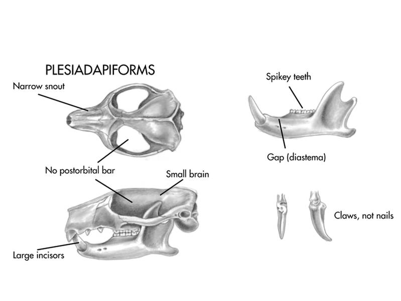 The plesiadapiforms may have been primates, but they lacked certain features, such as a postorbital 