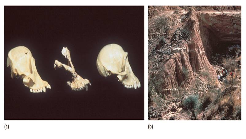 Sivapithecus is a Miocene ape (middle) with anatomical similarities to orangutans (left) rather than