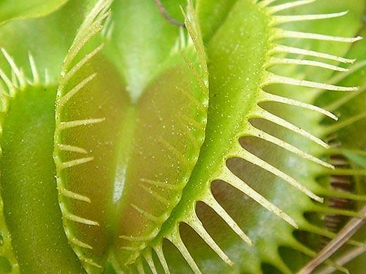 Venus flytrap (Dionaea muscipula)