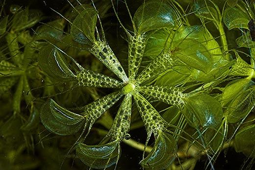 Waterwheel (Aldrovanda vesiculosa)