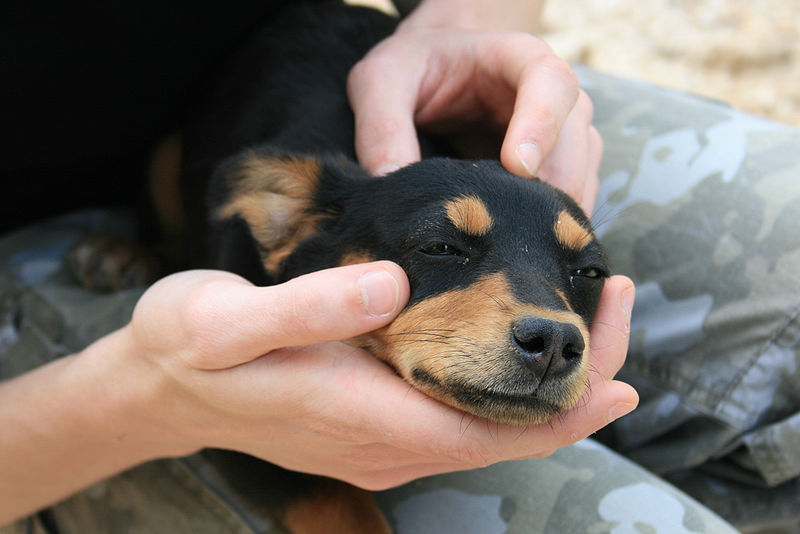 A human cuddles a Doberman puppy.