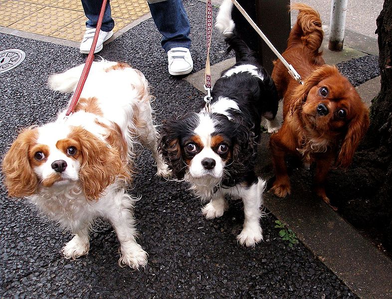 Cavalier King Charles Spaniels demonstrate with-breed variation.