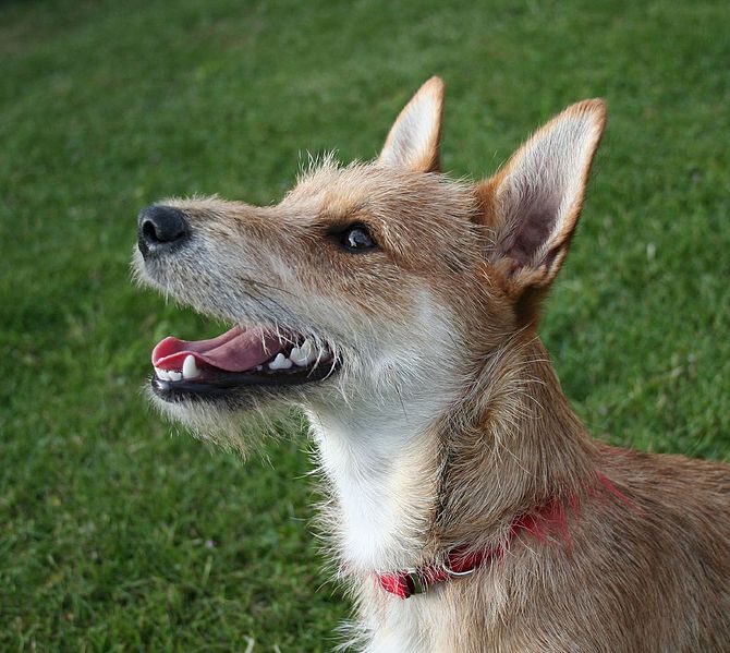 A mixed-breed dog