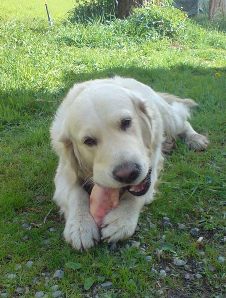 Golden Retriever gnawing a pig's foot