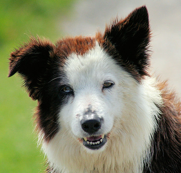 The Border Collie is considered to be one of the most intelligent breeds.