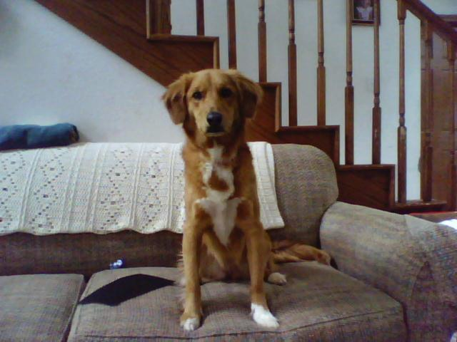 An Australian Shepherd-Beagle mix displaying mastery of the "sit" command