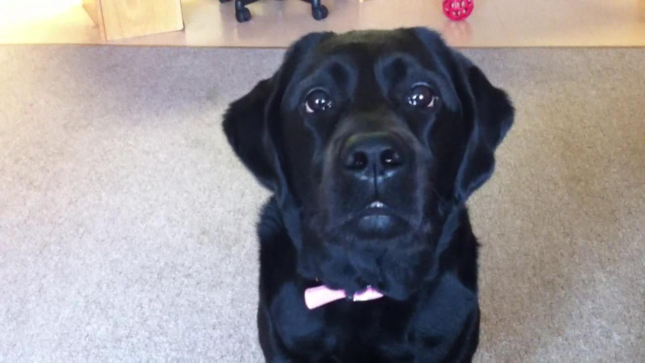 This Labrador Retriever has been trained to woof and bark on command.