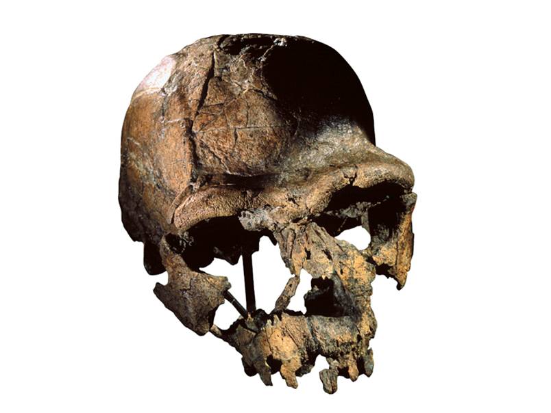 The cranium of early African H. erectus KNM-ER 3733 is nearly 1.8 million years old. 