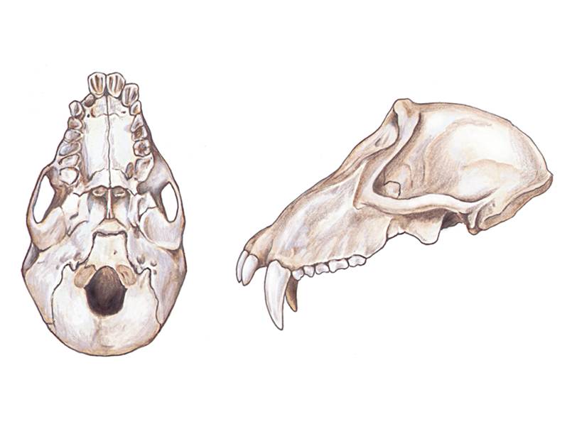 The primate skull is generalized compared to many other mammals. 