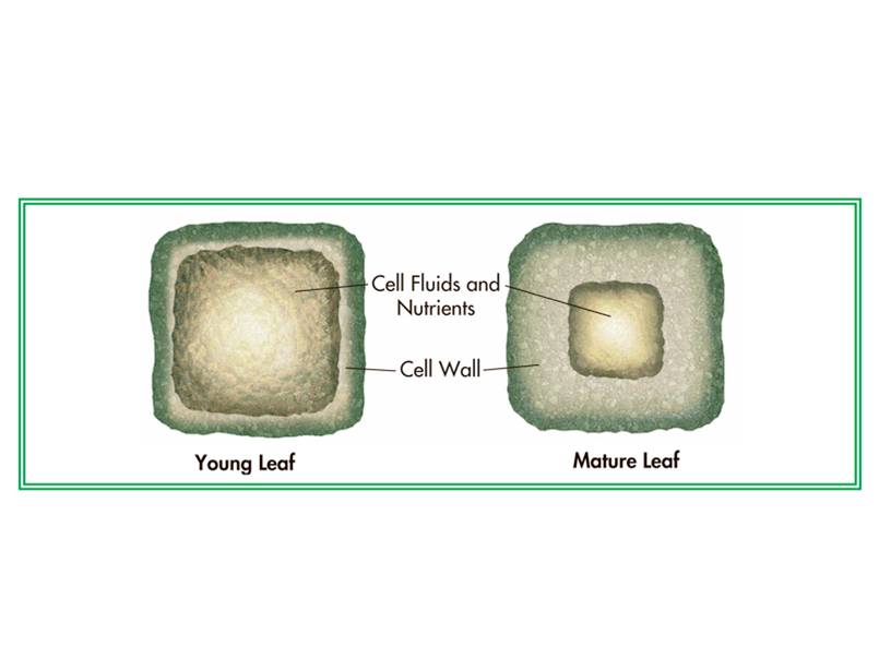 Comparison of a tender and mature leaf.  