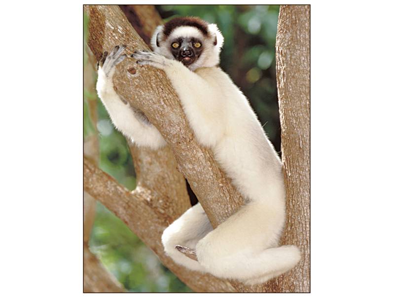 The lemurs rediated into a variety of forms, including the sifaka. 