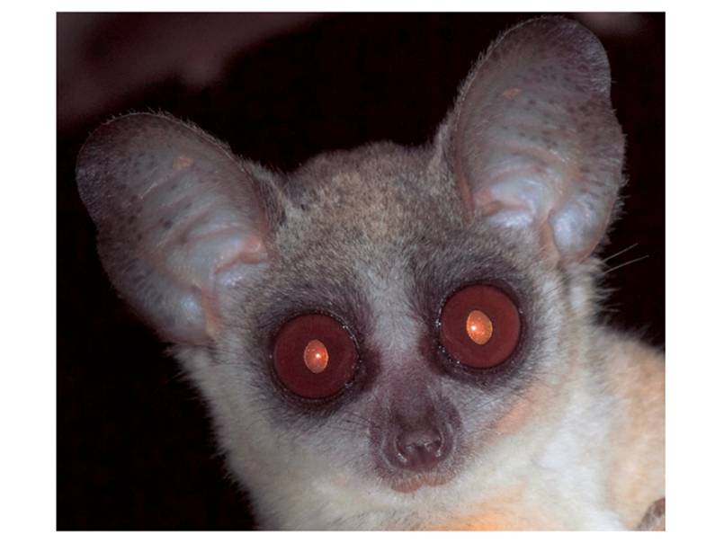 A galago, or bush baby.